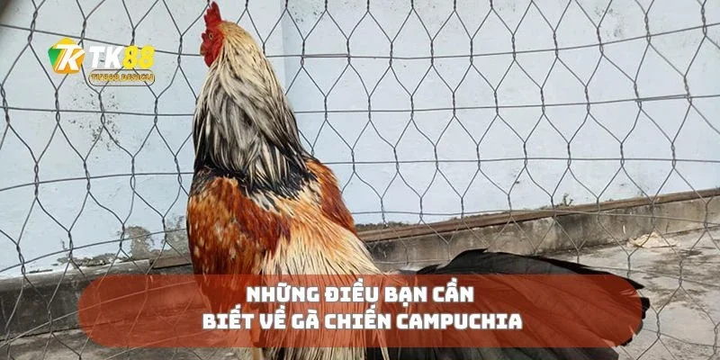 Gà Chiến Campuchia Kẻ Thống Trị Sới Gà Đông Nam Á 1 Những điều bạn cần biết về gà chiến Campuchia