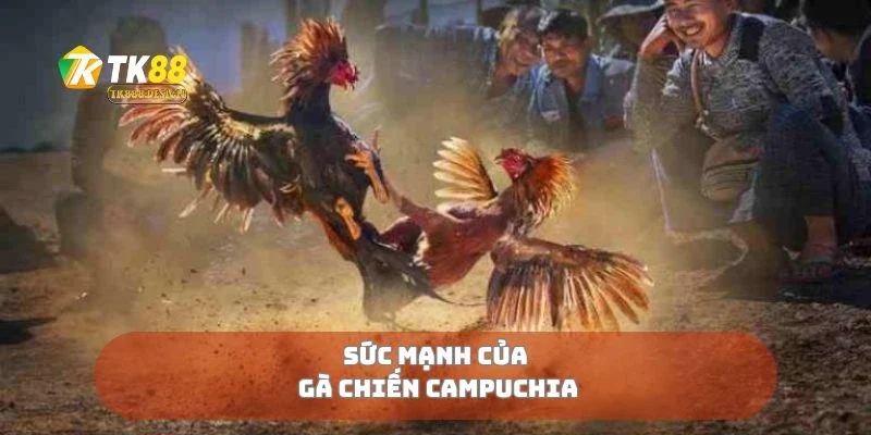 Gà Chiến Campuchia Kẻ Thống Trị Sới Gà Đông Nam Á 2 Sức mạnh của gà chiến Campuchia